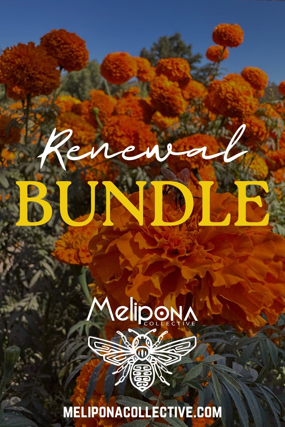 The Renewal Bundle - meliponacollective